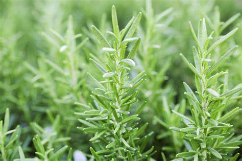 Why we love Rosemary!